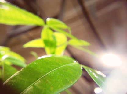 Ultimate Effect Lens Set – 3 Premium Lens Kits